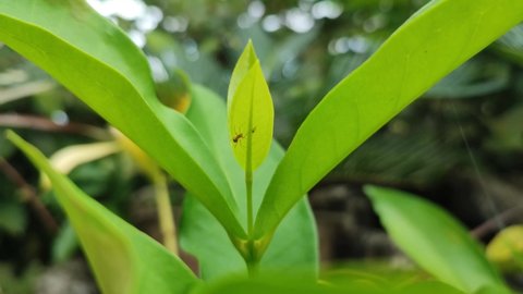 little ant on green leaf