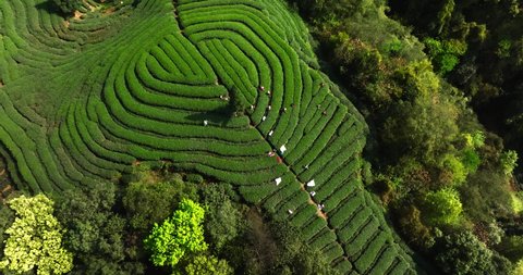Aerial top view of spring green tea field in the mountain, farmers picking tea bud in the terrace at sichuan China