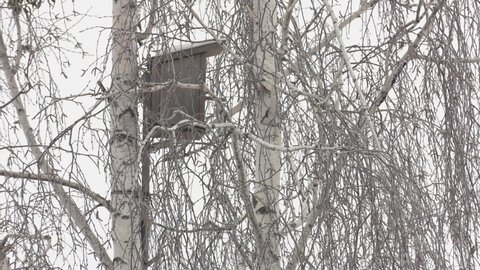 birch birdhouse on a tree under the snow. Birch in frost and birdhouse. 
