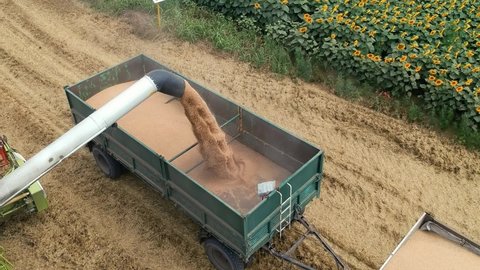 Wheat Prices Keep Rising. Ukraine Invasion Threatens Global Wheat Supply. Grain Auger Of Combine Harvester Pouring Wheat Or Barley Into Tractor Trailer. Drone Point Of View Of A Grain Harvest.