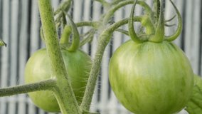 Young Tomato plant with green tomato's hand held stock footage