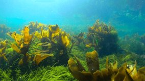 Algae in the ocean, underwater seascape, Eastern Atlantic, Spain, Galicia