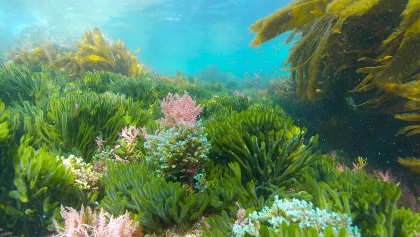 Moving over various algae seaweeds underwater in the Atlantic ocean, Spain, Galicia | Shutterstock HD Video #1088569467