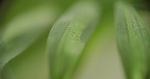 leaves of the house plant hamedorea close-up