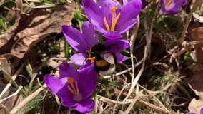 Big hairy bumblebee climbs a purple crocus flower. For video presentation, advertising.
