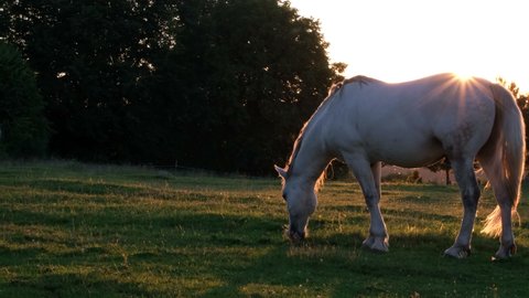 White horse eats green grass on a meadow at sunset. Mustang horse.