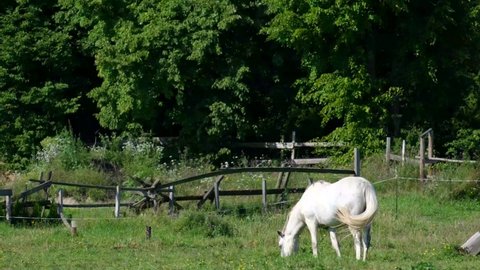 White Horse On Farm Summer Day Stock Footage Video (100% Royalty-free ...