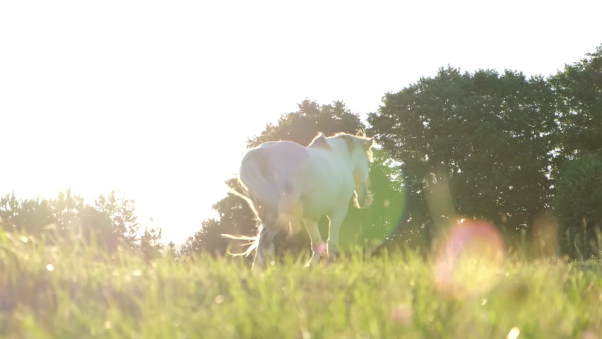 Beautiful white horse walks on a green meadow at sunset. Beautiful cinematic frame Royalty-Free Stock Footage #1088571761