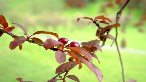 Young fruits of cherry plum on a branch of a garden tree with red foliage close-up