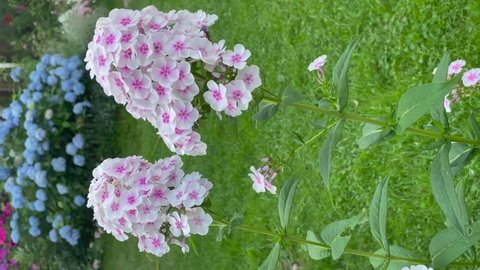 White color with a pink center Summer Phlox (Phloxes Paniculate) Magic Flute flowers in a garden in July 2021