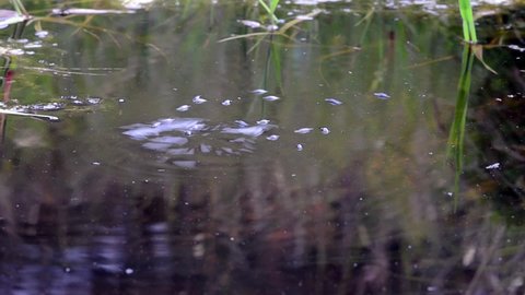 whirligig beetles, water beetles on the surface of the pond, Gyrinus natator, 