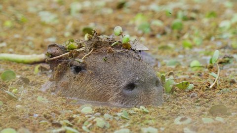 Wild capybara half submerged under swampy water, camouflaged and blending in with the surrounding aquatic vegetations, with flies roaming around its face at pantanal brazil, wildlife close up shot.