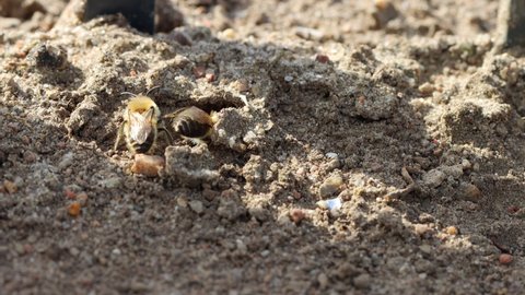some sand bees fly around the entrance to the burrow