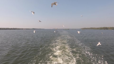 Seagulls fly over boat wake, Alappuzha or Alleppey, India. Backward shot