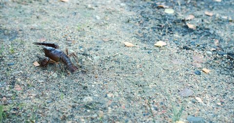 Isolated noble crayfish red lobster walking alone on sandy beach