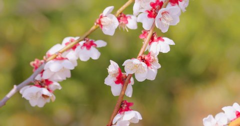 Beautifully blooming plum blossoms, Soga Plum Grove, Kanagawa Prefecture