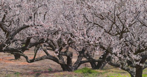 Beautifully blooming plum blossoms, Soga Plum Grove, Kanagawa Prefecture