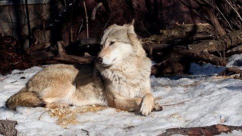 gray wolf or Eurasian wolf, a common predator on the territory of different countries, its number is regulated. In many regions of Europe and North America, it is protected by law