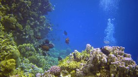 Underwater landscape, coral reef with many tropical fish of different species against the backdrop of blue water. Red Sea, Egypt