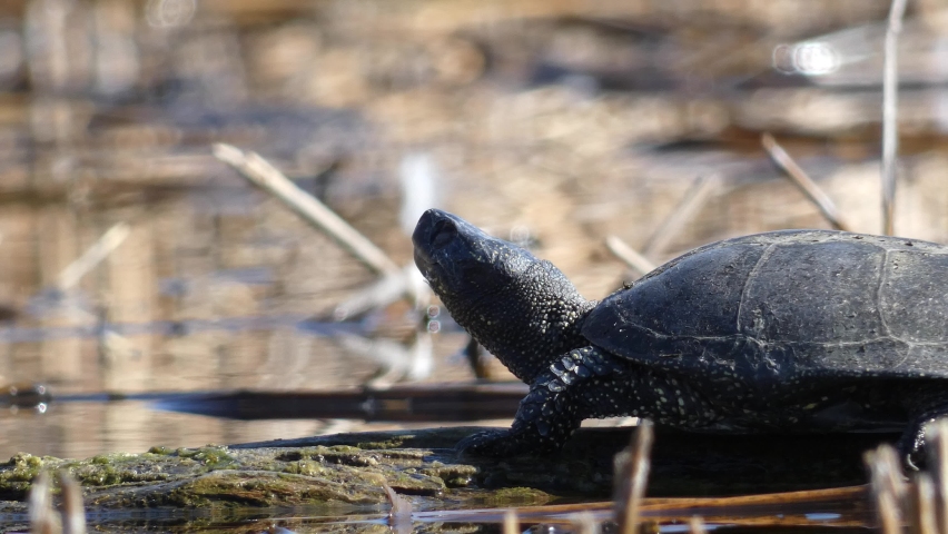 turtle basking in the sun on a lake close up