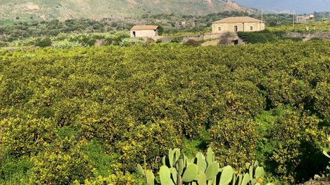 Shooting of citrus groves, vineyards, prickly pears, cherry trees, typical house on the slopes of Etna in Sicily. Sicilian hinterland countryside. Etna. Flowering almond tree. Typical house with grain
