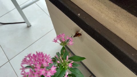 Unstable live camera view of papillon butterfly putting its proboscis nose inside a beautiful pink garden flower. Summer scene on a balcony