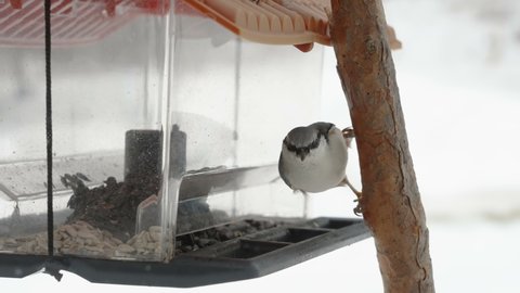 A wood nuthatch bird getting some seeds inside the bird feeder in Estonia