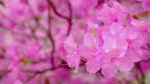 Macro view of bright pink azalea flowers. Closeup of blooming rhododendron. Pink blossom shrubs in city park. Bloom bush on windy day. Floral bokeh background. Calming walk in spring flower fairytale