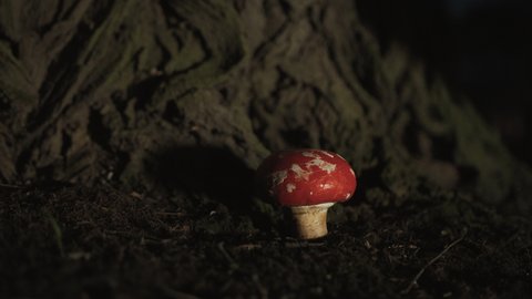 Red organic toadstool in woods near tree. Poisonous fungus in forest ecosystem. In biology there is section studies fungi - mycology. At night, someone plucks mushroom with hallucinogenic properties