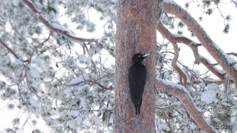 Black woodpecker, Dryocopus martius on a Pine trunk and flying away in Northern Finland.