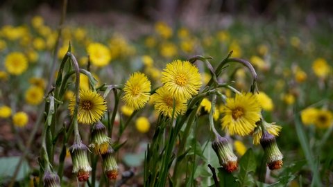 coltsfoot plants in forest meadow move in strong wind, yellow flowers and overblown with seeds, cold cloudy mood, tree trunks and blue sky blurred background, spring awakening and nature revival idea