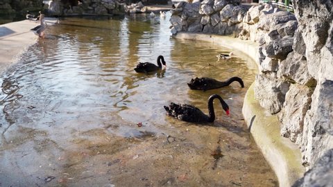 1 three large black swans with orange red beaks and beautiful large feathers in search of food throw their heads into the lake