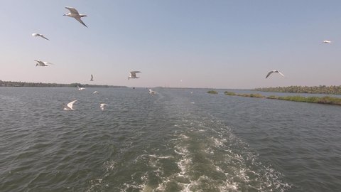 Birds flying behind cruise along the Kerala backwaters, Alappuzha, India