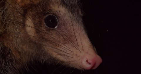 Face of opossum look into camera on dark Amazon forest floor - tripod medium