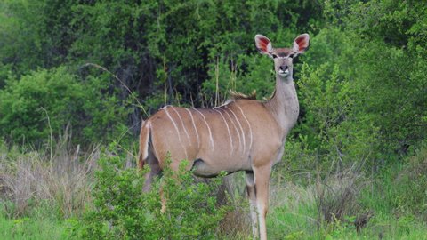 Female Greater Kudu (Tragelaphus Strepsiceros) In Greenery Landscape At Khwai In Botswana, Southern Africa. Medium Shot