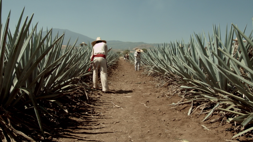 Jimador cutting agave pineapple in the city of Tequila, Jalisco, Mexico. Royalty-Free Stock Footage #1088590933
