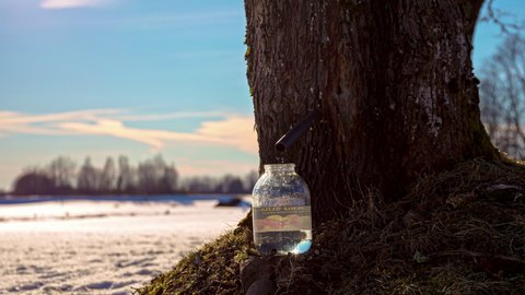 Tapping a maple tree for maple syrup into a jar; time lapse in winter
