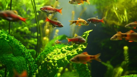 School of tropical fish swimming in clear aquarium water between green water plants - prores quality close up