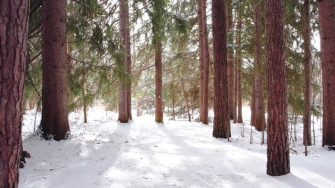 Walking through a Vibrant Snow Covered Winter Forest Path on a Sunny Day with Tall Evergreen Pine Tress in Northern Ontario. POV Rouge Park Canada. Pull Back