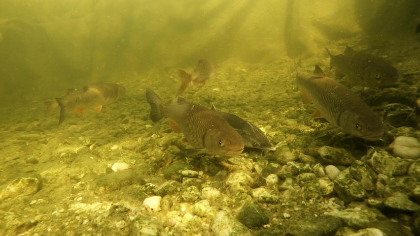 Shoal of fish.  European Chub, Roach and Sturgeon. Underwater footage with scene from garden pond on fishing and farming theme. Royalty-Free Stock Footage #1088593077