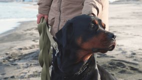 Unknown girl in warm jacket stands on sandy beach near blue stormy sea, and scratches behind ear of her faithful friend - large beautiful educated dog of Rottweiler breed, 4K UHD slow-motion video