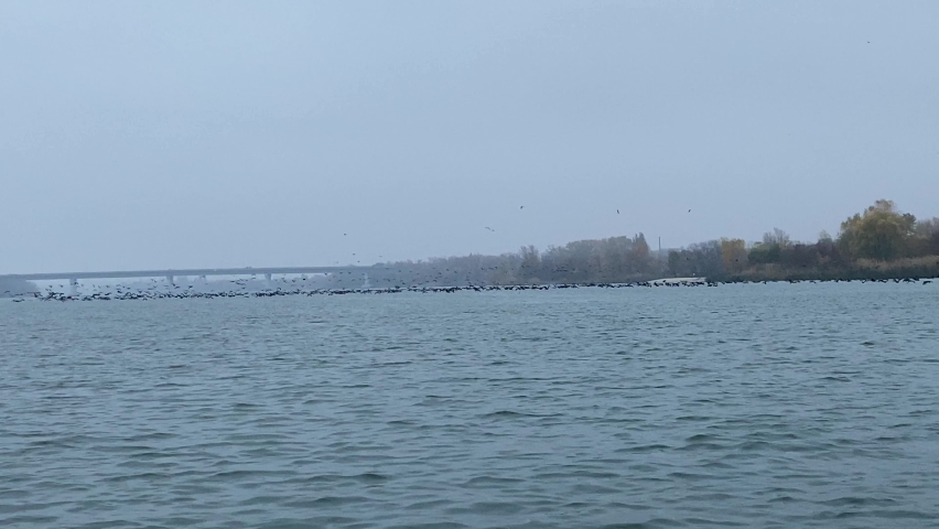 Migratory birds over the river on a foggy autumn day. Migration to warmer climes. View from the water.