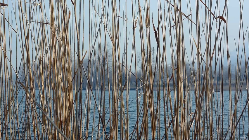 the wind blows on the reeds in front of the lake