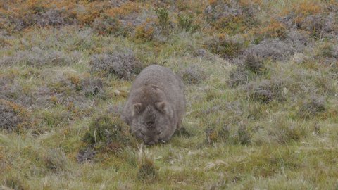 front view of a wombat scratching its side at ronny creek on a rainy day in cradle mountain national park of tasmania, australia