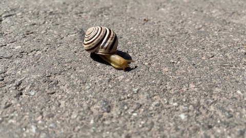 horizontal video 4k. summer sunny day. slow movement of the snail on gray dry asphalt. close-up.