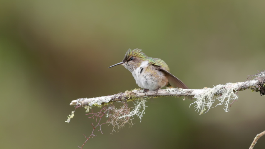 slow motion clip of female volcano hummingbird flapping its wings while perched on a branch at a garden in costa rica