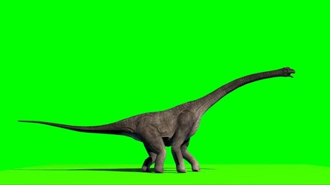 Brachiosaurus Dinosaur Looking on Green Screen
