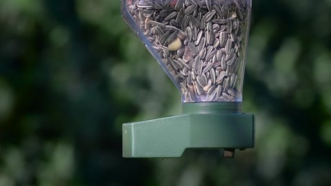 Brambling finch (Fringilla montifringilla) on silo bird feeder eating sunflower seeds