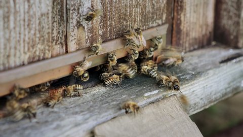 Honey bees fly into the hive, concept of beekeeping