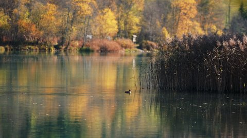 Wide Slow Motion Drone Tracking Shot Of Eurasian Coot, Fulica Atra, In Klammsee Reservoir By Reeds In Autumn, Kaprun, Salzburg, Austria
